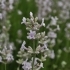 Lavandula angustifolia 'Rosea' -- Lavendel